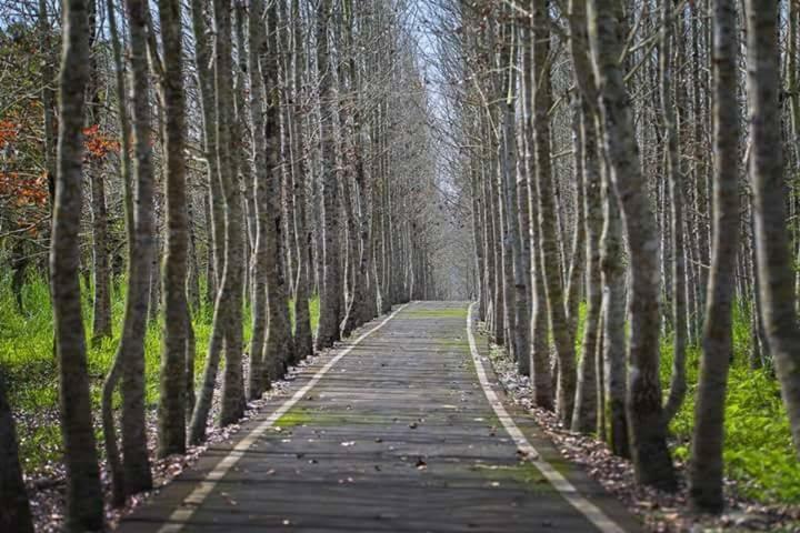Rabbit Forest B&B Ruisui Εξωτερικό φωτογραφία